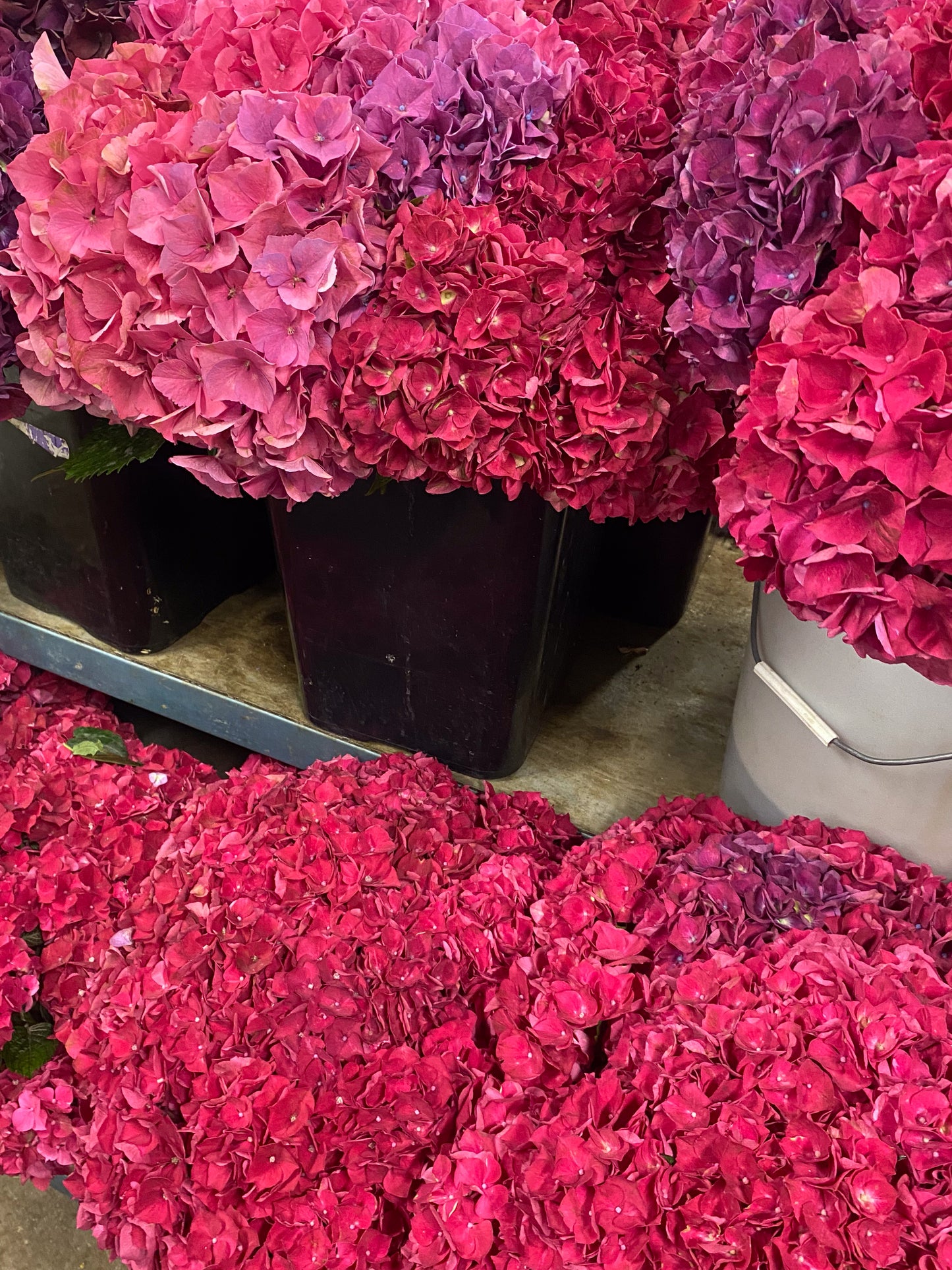 Bunch of hydrangea - two sizes