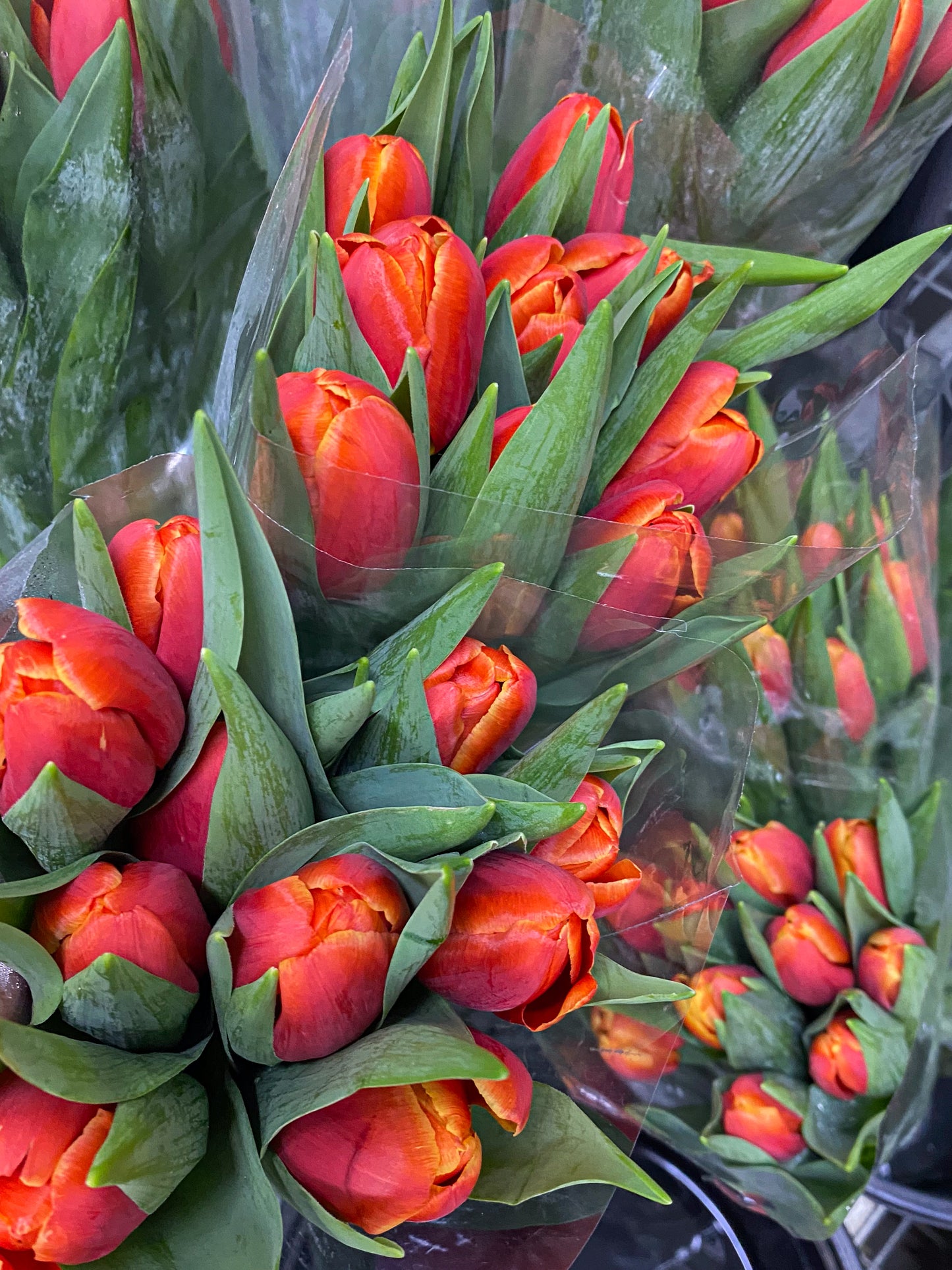Bunch of tulips - two sizes