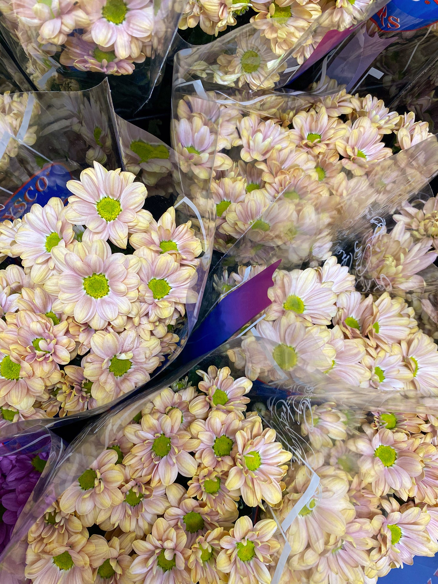 Bunch of chrysanthemums - two sizes