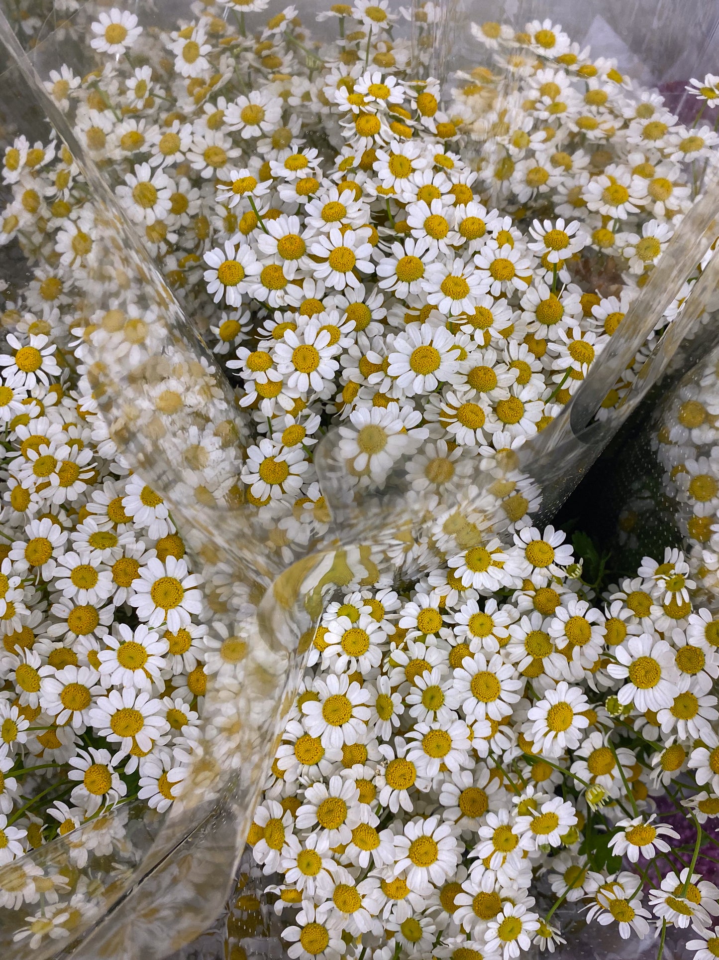 Bunch of chamomile - two sizes