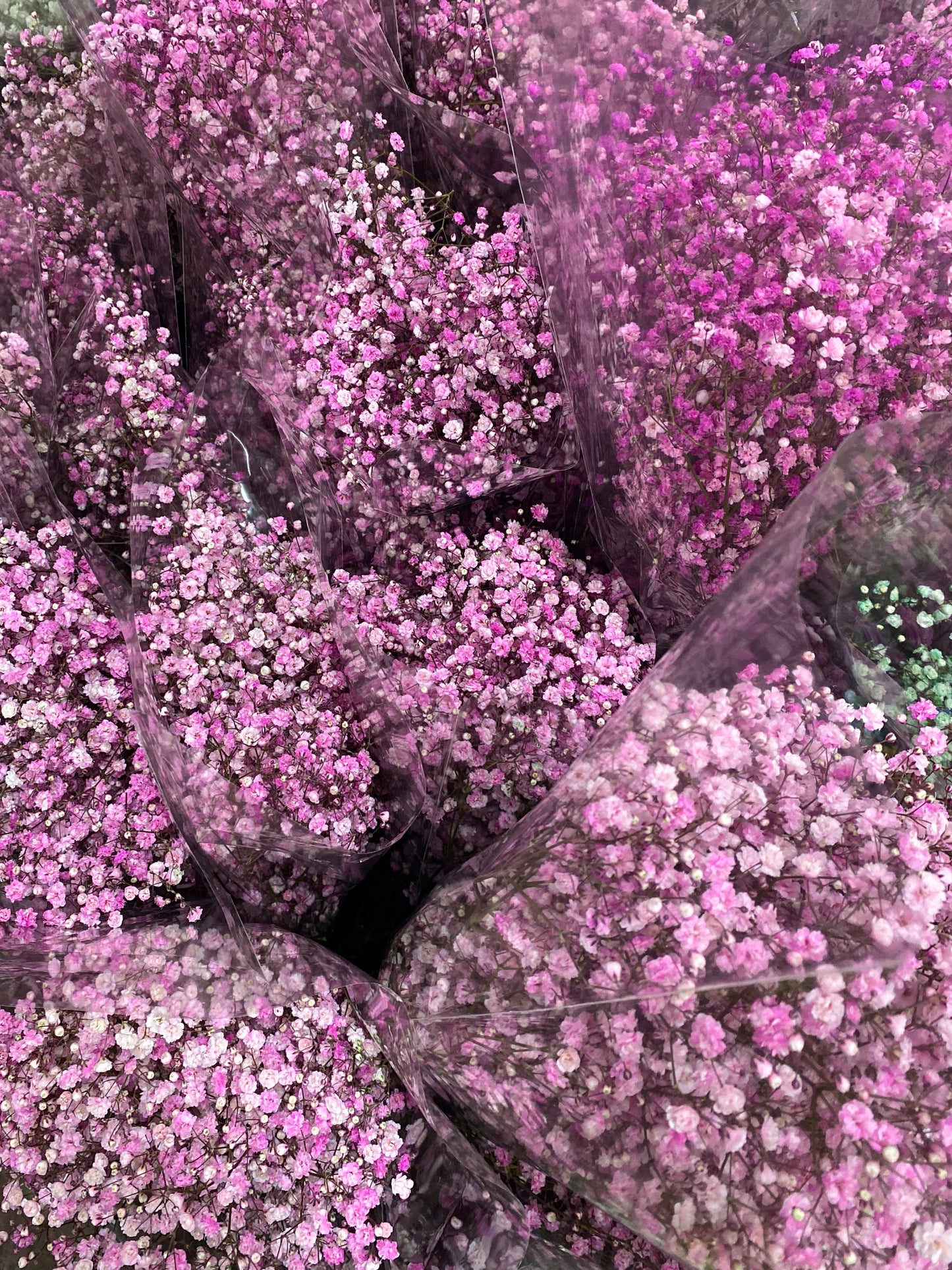 Bunch of babies breath / gyp