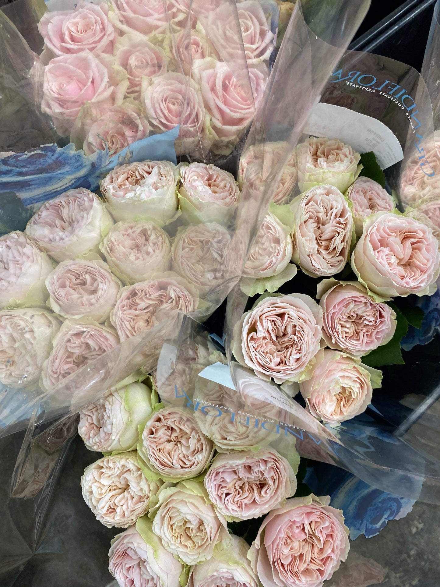 Bunch of roses - two sizes