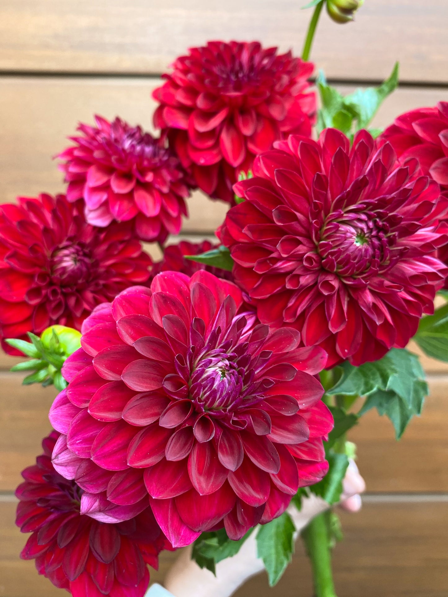 Send dahlias - two sizes