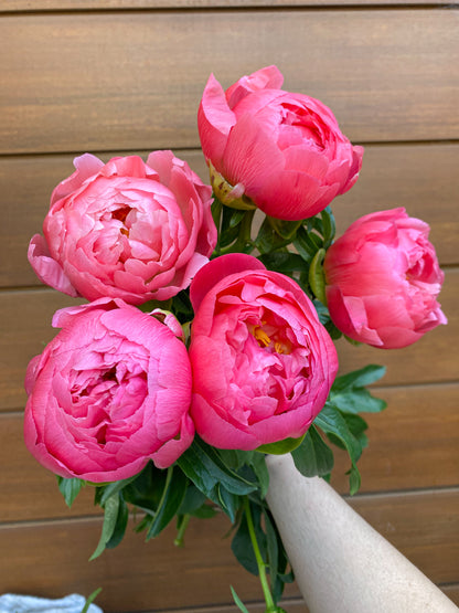 Send peonies - two sizes