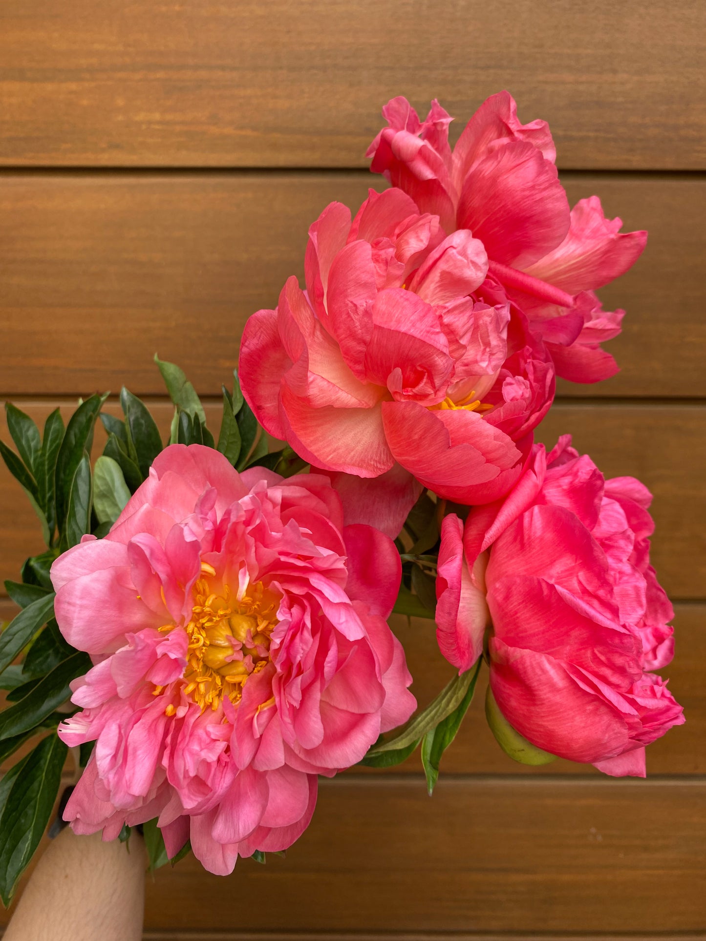 Send peonies - two sizes