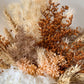 Orange everlasting pot - medium