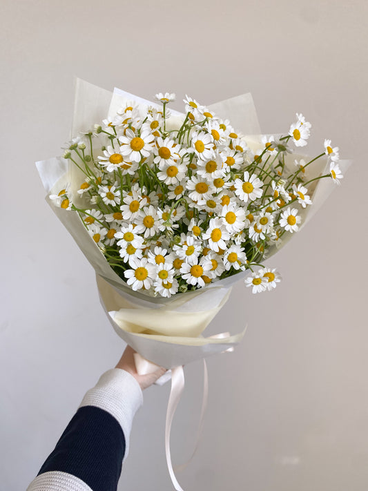 Bunch of chamomile - two sizes