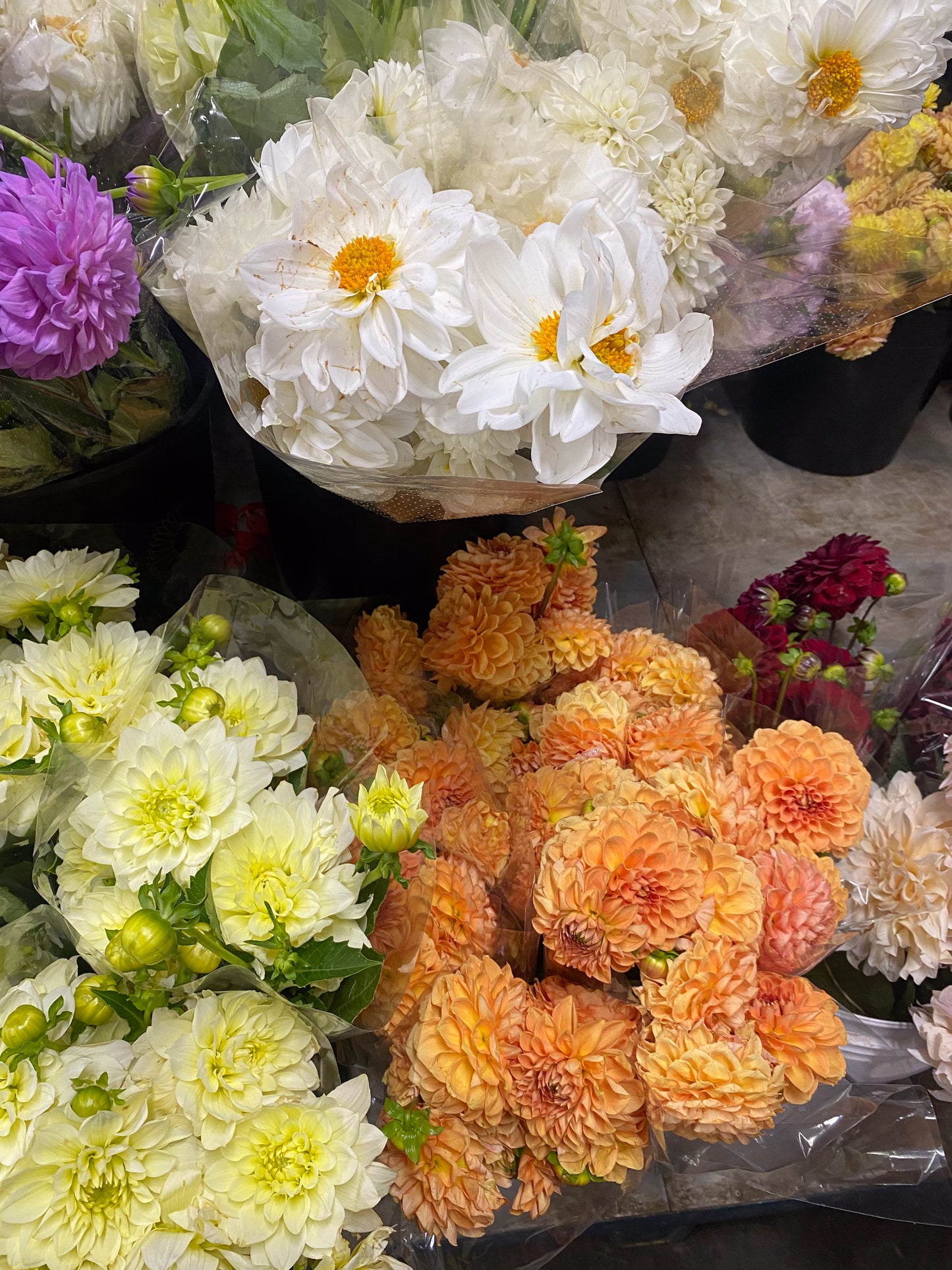 Bunch of dahlias - two sizes