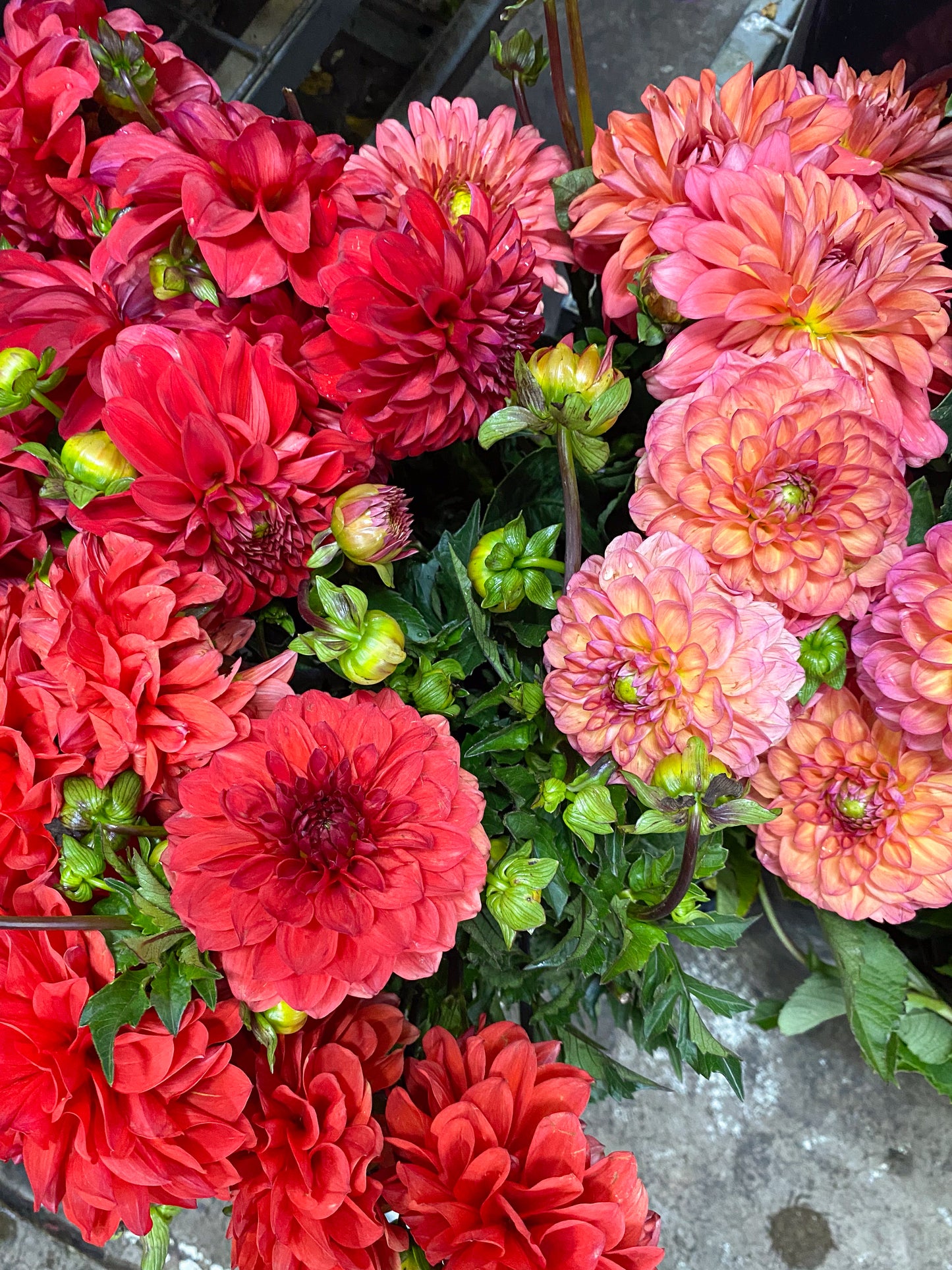 Bunch of dahlias - two sizes