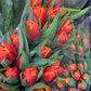 Bunch of tulips - two sizes