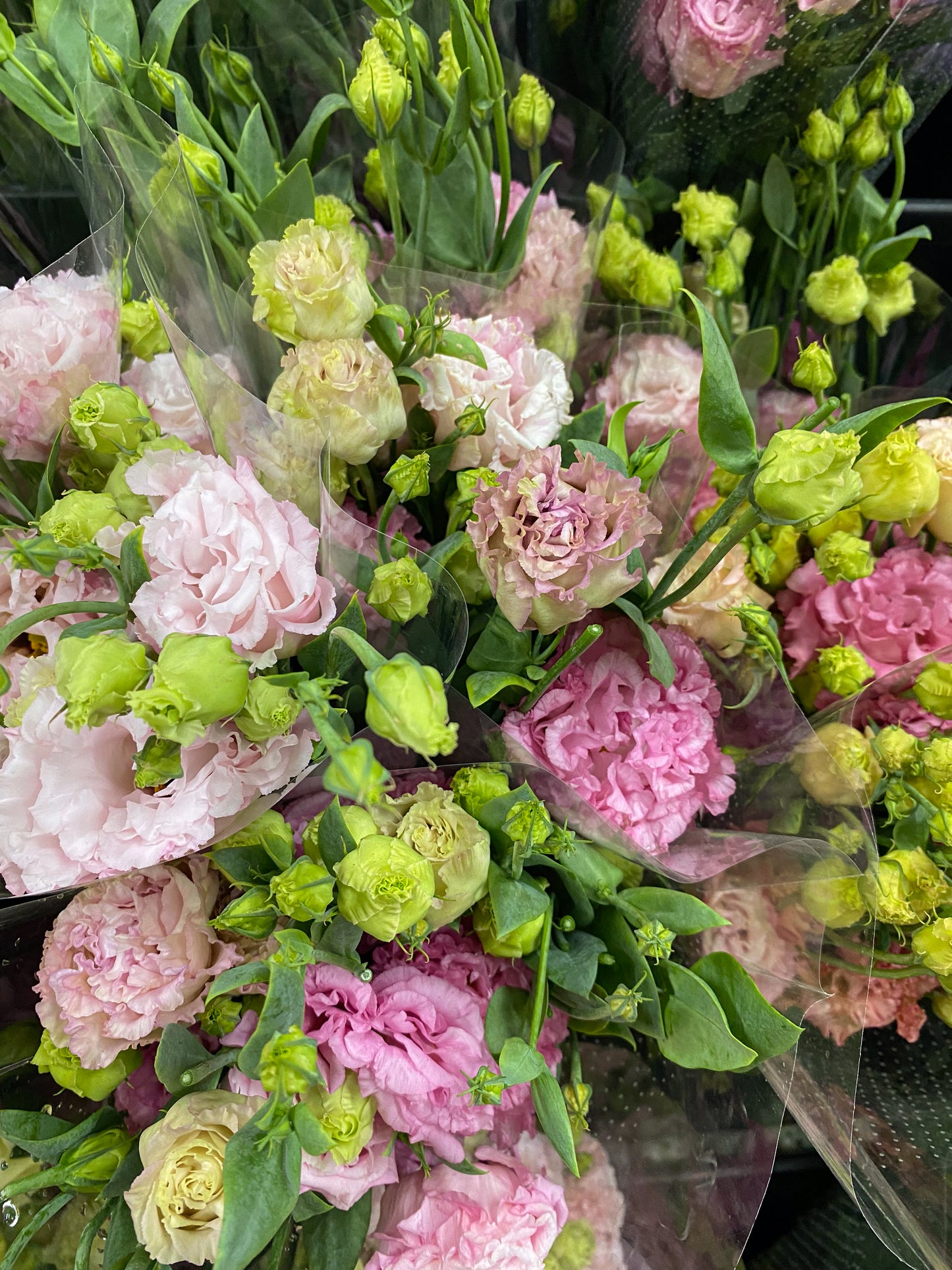 Bunch of lisianthus - two sizes