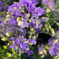 Bunch of lisianthus - two sizes