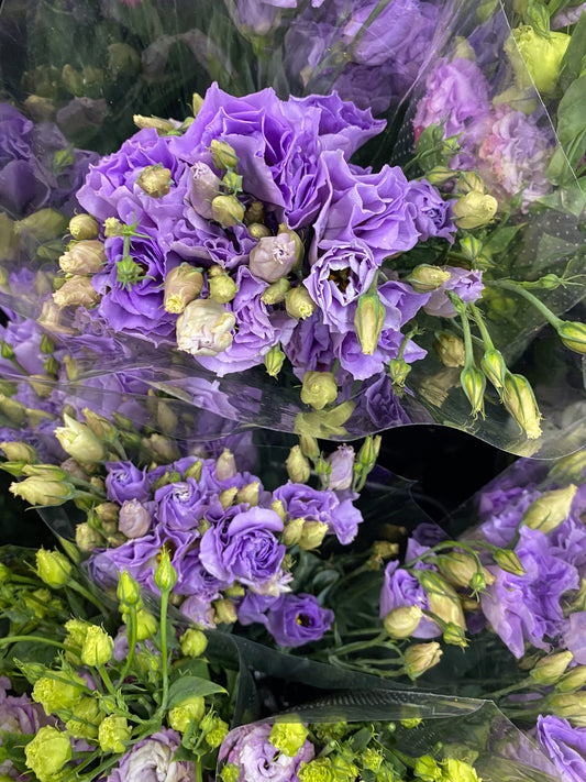 Bunch of lisianthus - two sizes