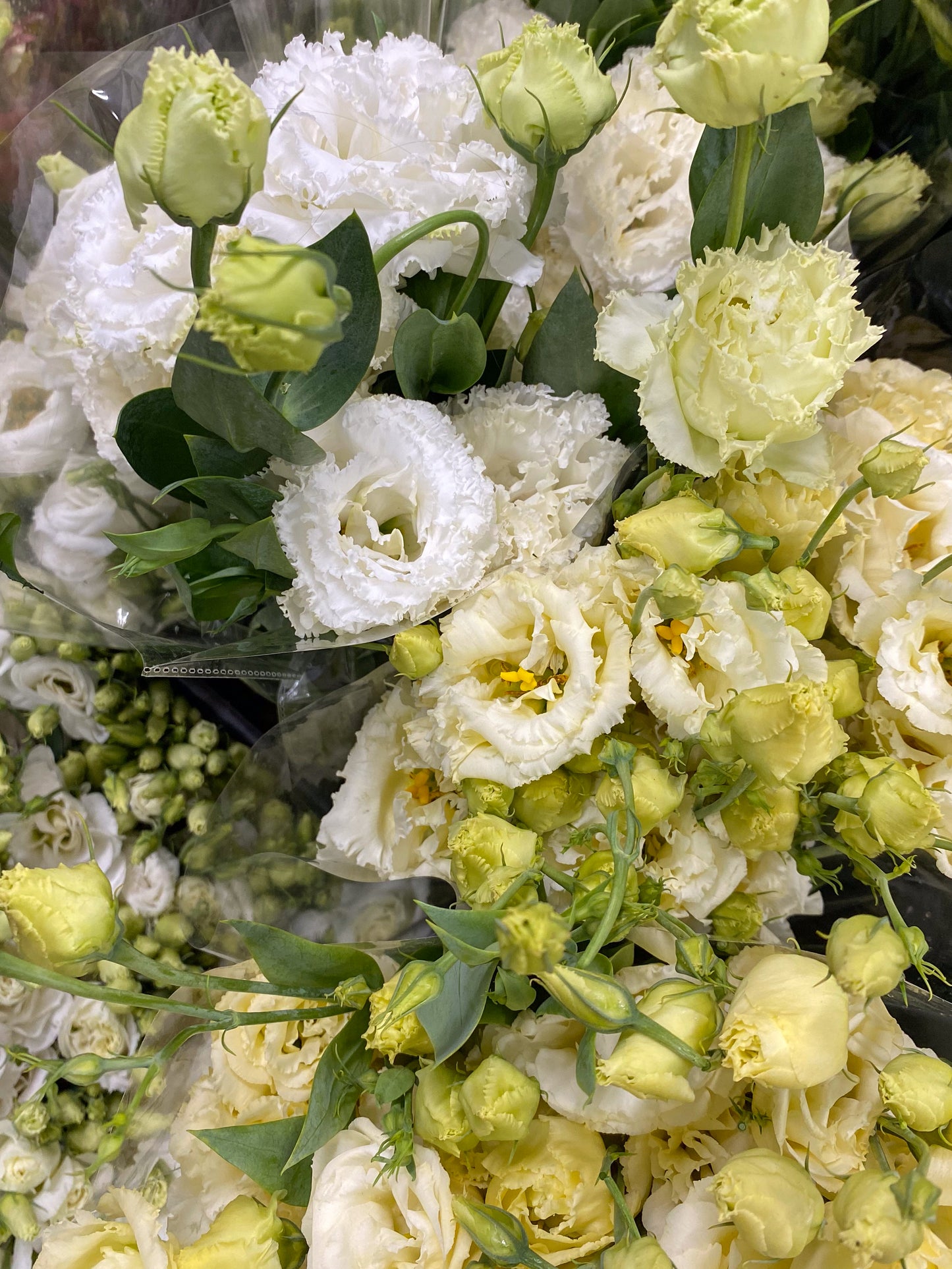 Bunch of lisianthus - two sizes