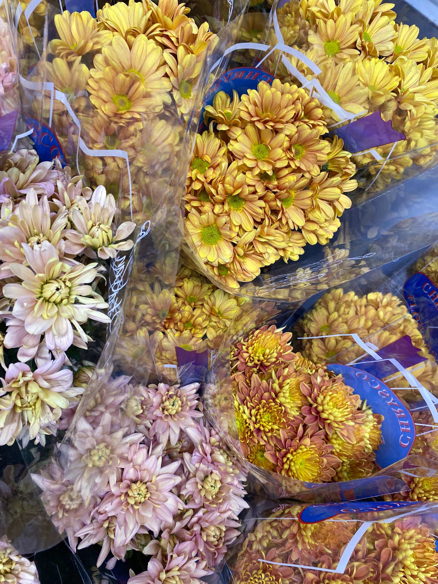 Bunch of chrysanthemums - two sizes