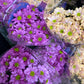 Bunch of chrysanthemums - two sizes