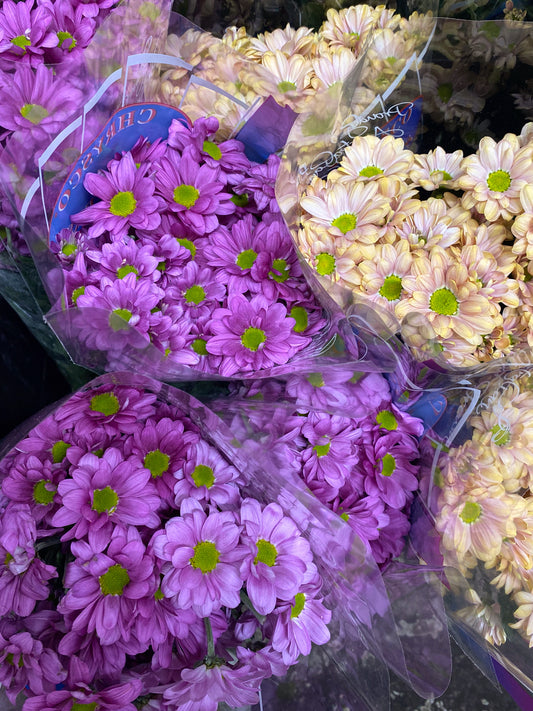 Bunch of chrysanthemums - two sizes