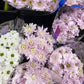 Bunch of chrysanthemums - two sizes