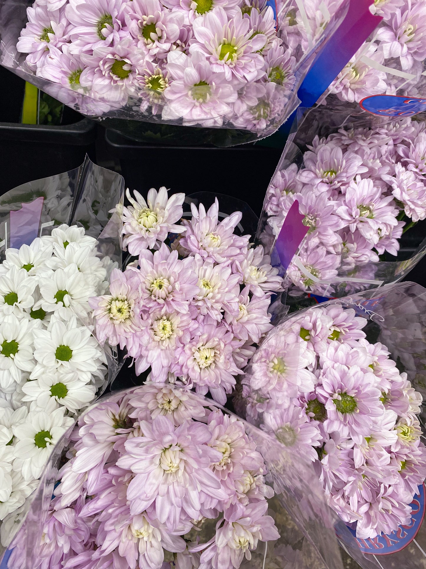 Bunch of chrysanthemums - two sizes