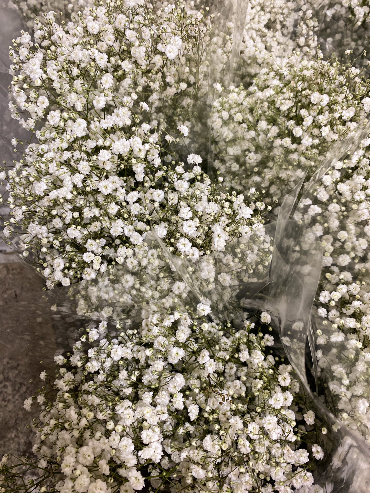 Bunch of babies breath / gyp