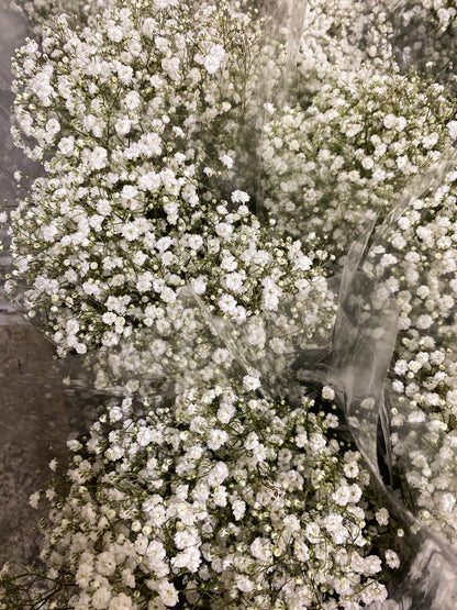 Bunch of babies breath / gyp