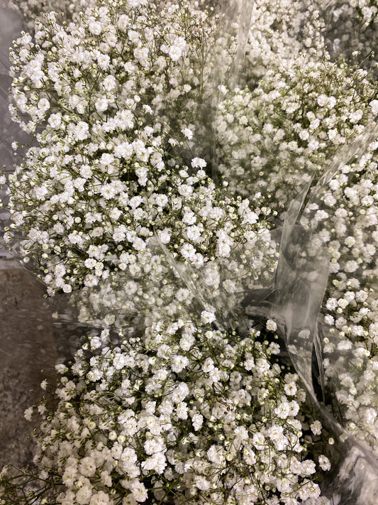 Bunch of babies breath / gyp