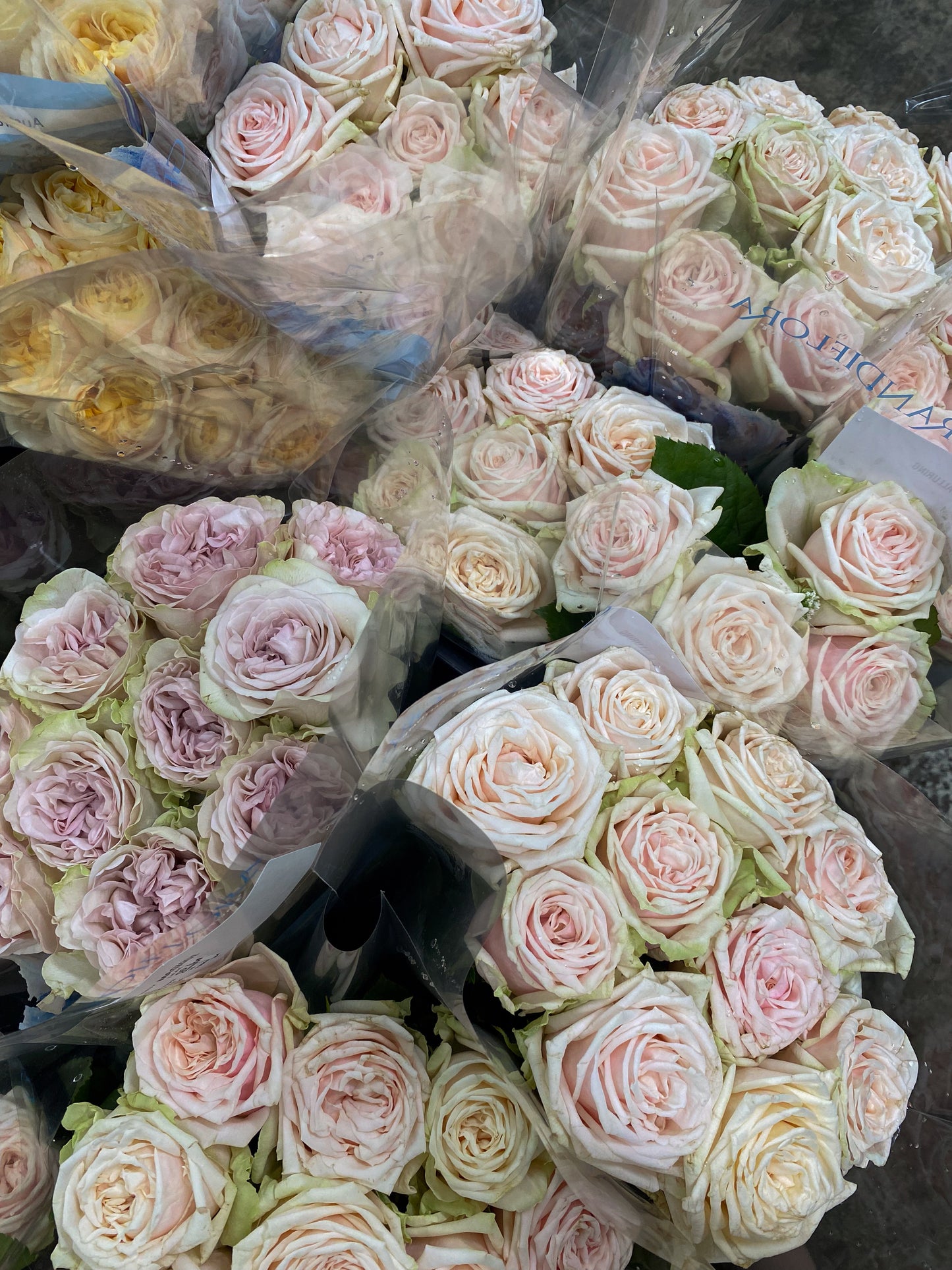 Bunch of roses - two sizes