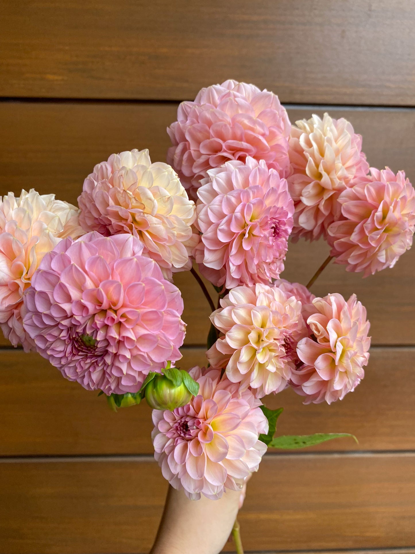 Bunch of dahlias - two sizes