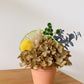 Terracotta everlasting pot - small