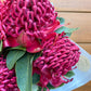SEASONAL BLOOM - Bunch of waratahs