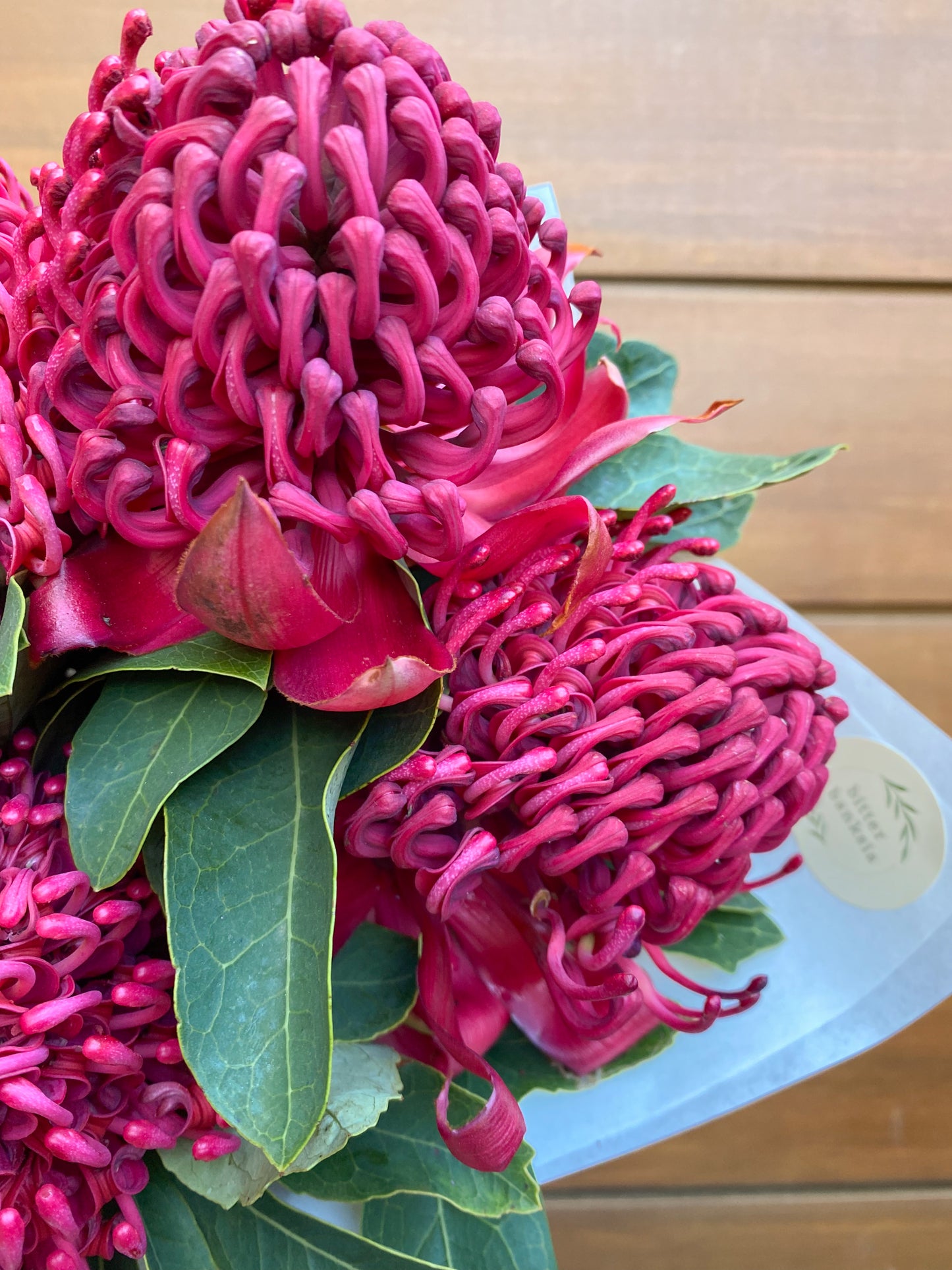 SEASONAL BLOOM - Bunch of waratahs