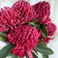 SEASONAL BLOOM - Bunch of waratahs