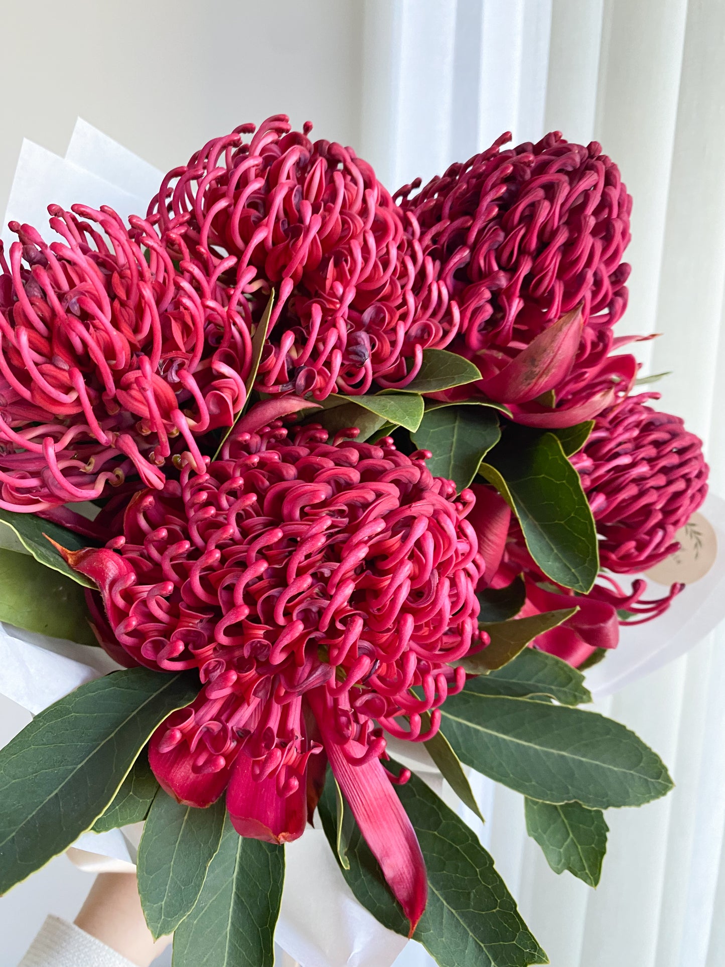 SEASONAL BLOOM - Bunch of waratahs