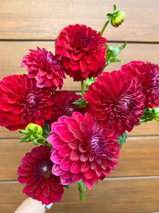 Send dahlias - two sizes