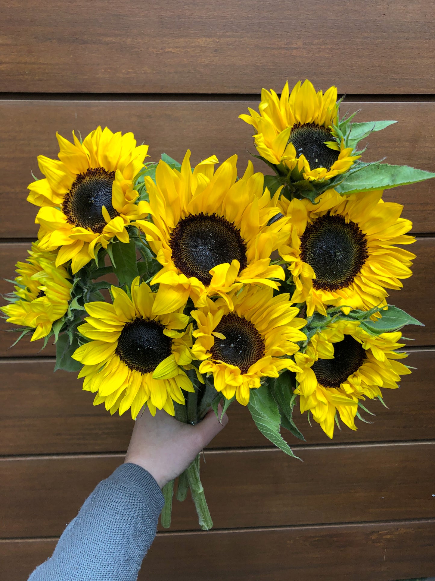 Send sunflowers - two sizes