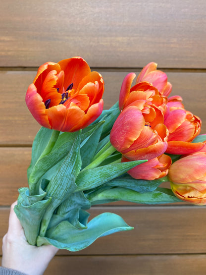 Send tulips - two sizes