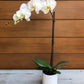 Potted phalenopsis orchid