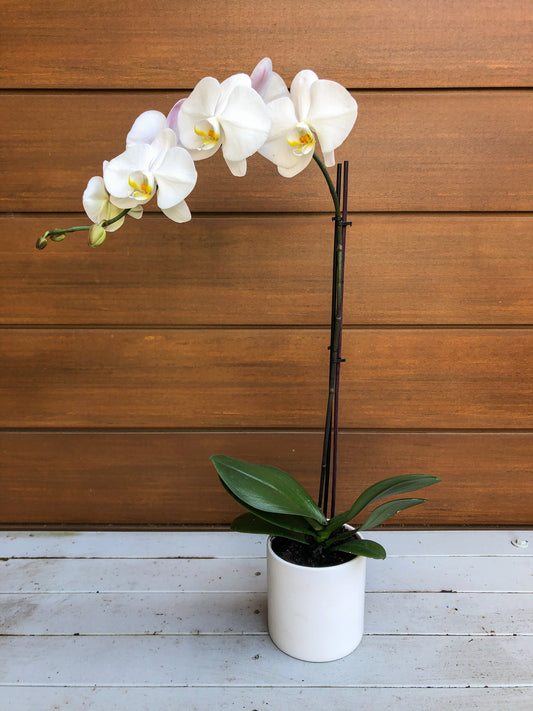 Potted phalenopsis orchid