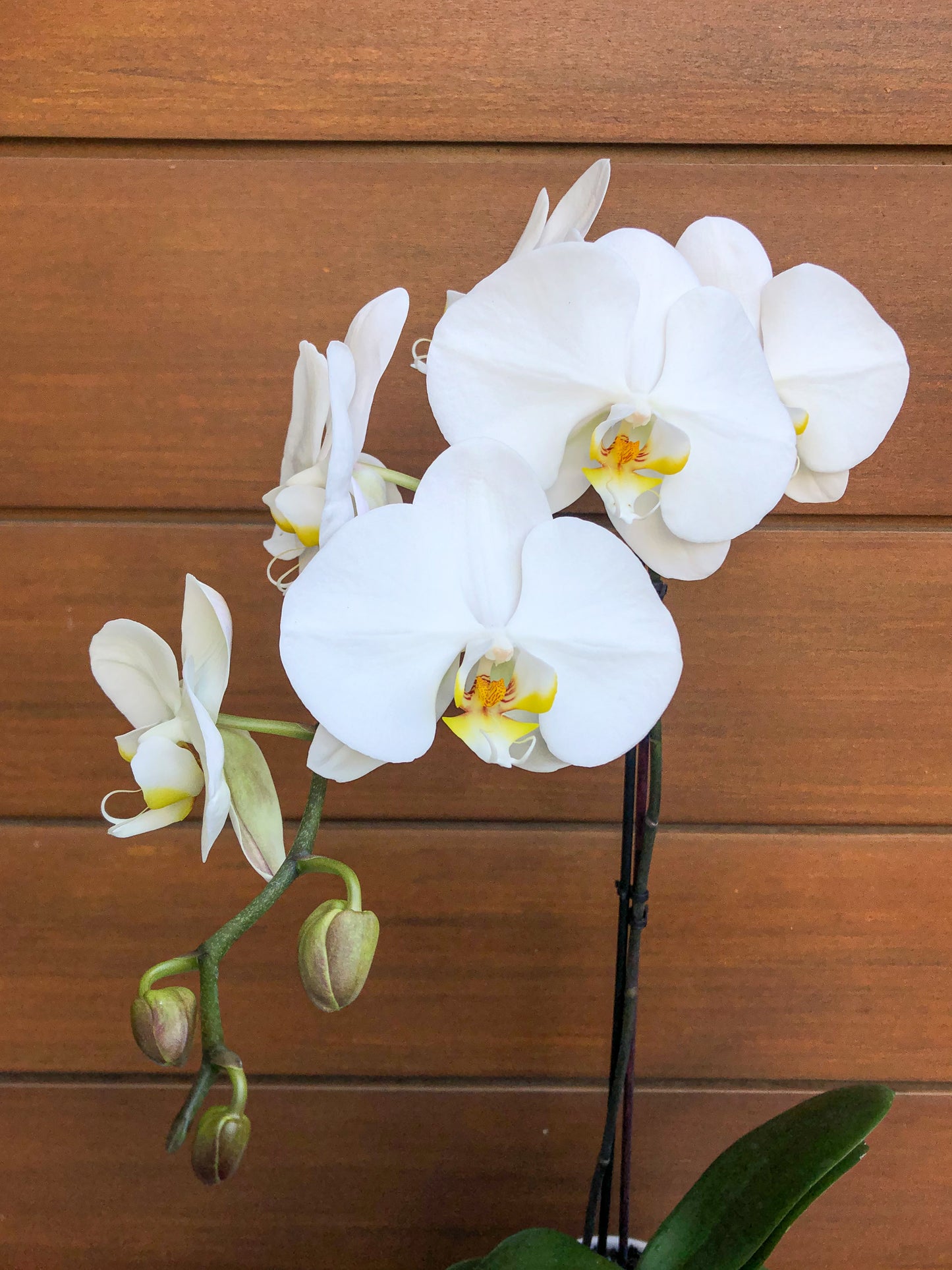 Potted phalenopsis orchid