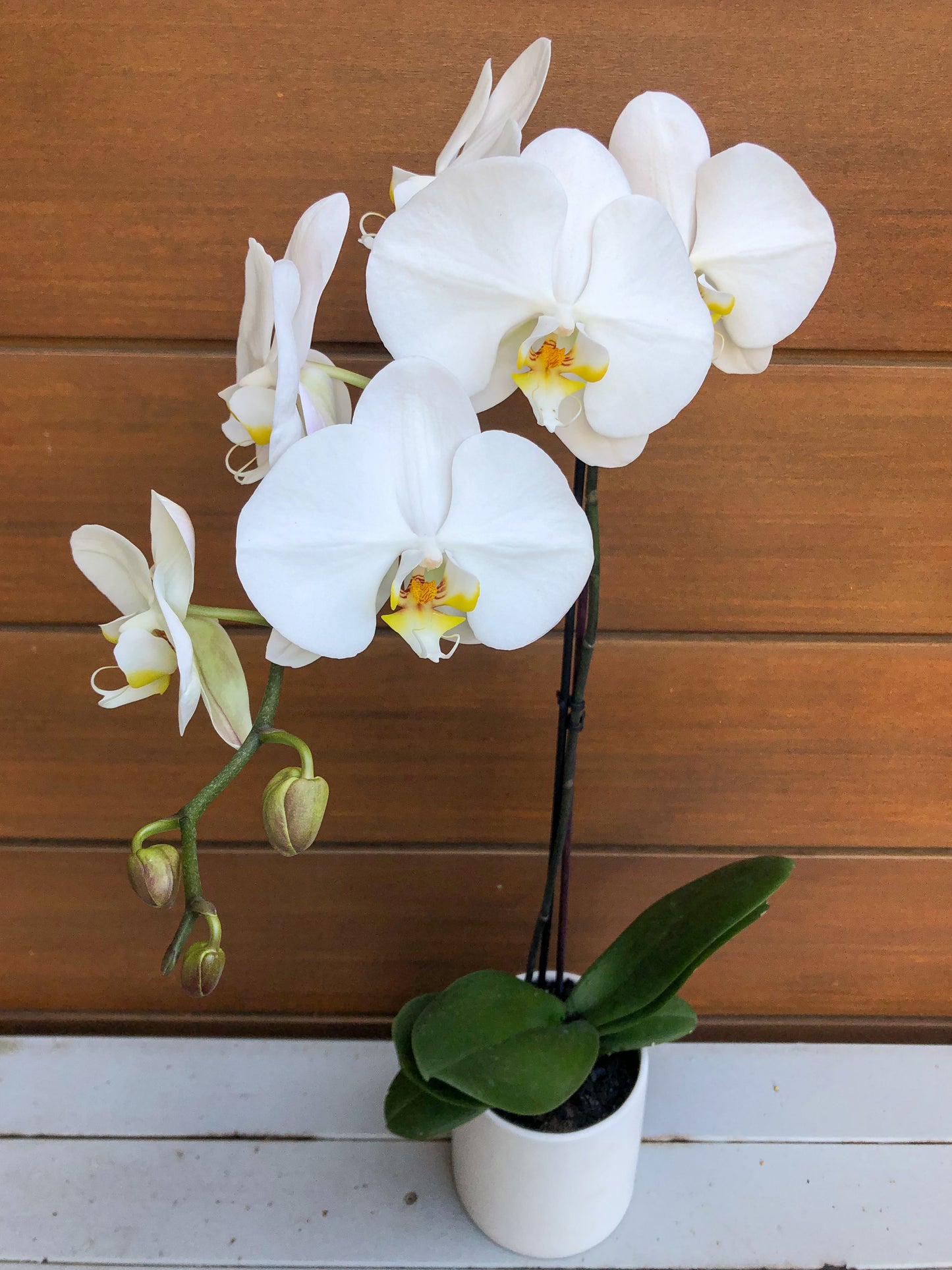 Potted phalenopsis orchid