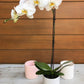 Potted phalenopsis orchid