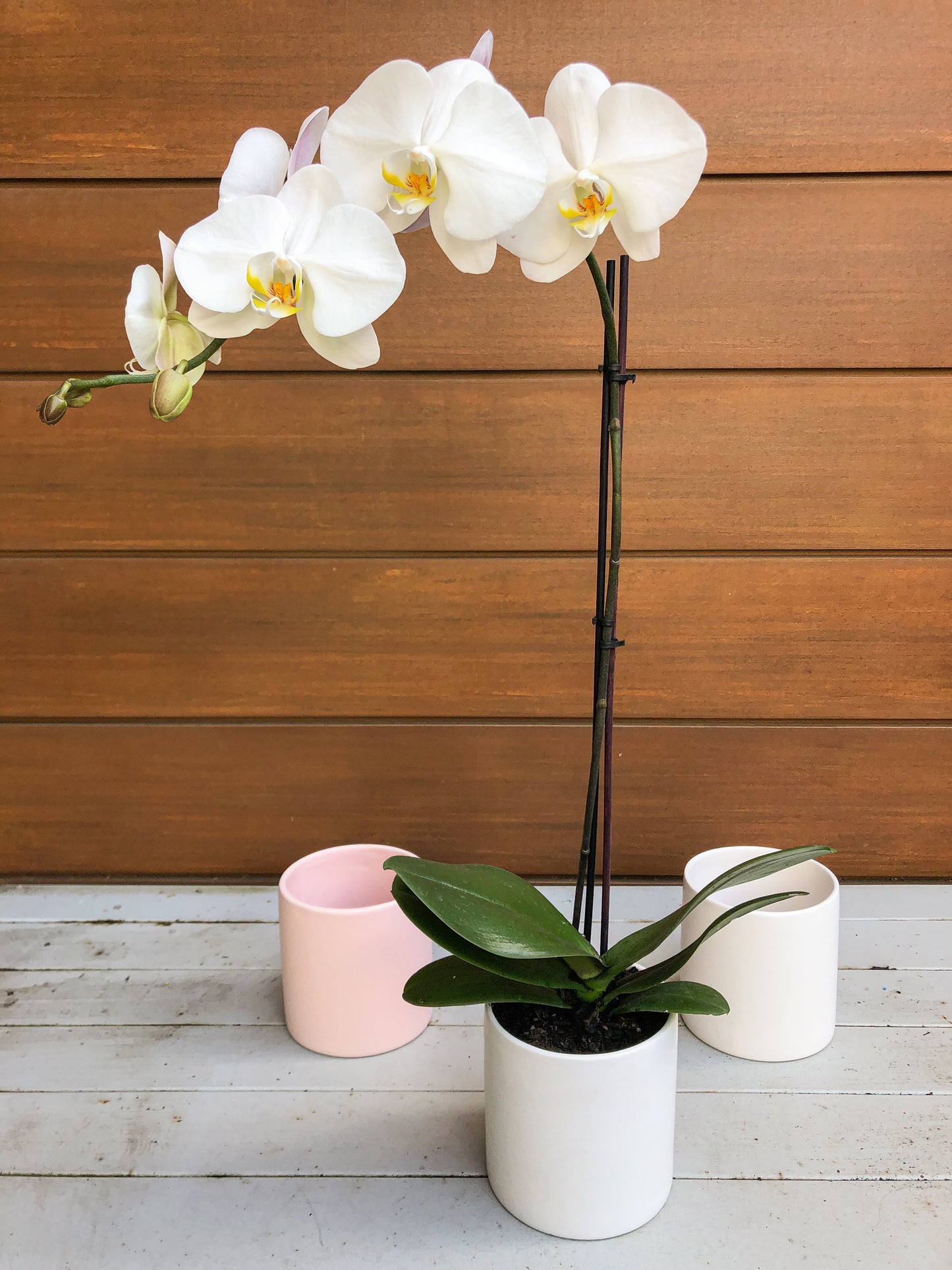 Potted phalenopsis orchid