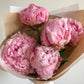 Send peonies - two sizes