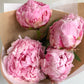 Send peonies - two sizes