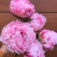 Send peonies - two sizes