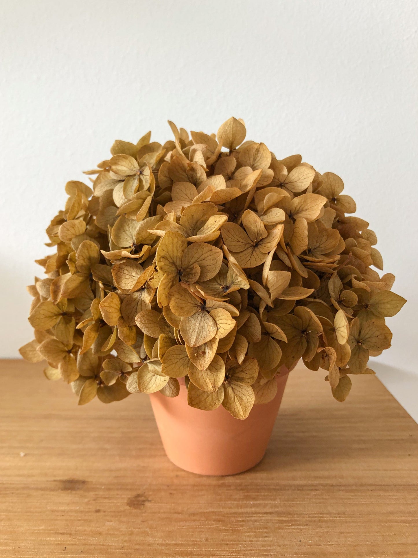 Hydrangea terracotta pot